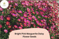 Pink Marguerite Daisy Seeds | Argyranthemum frutescens | Bright Pink Flowers for Garden Beds, Borders & Containers
