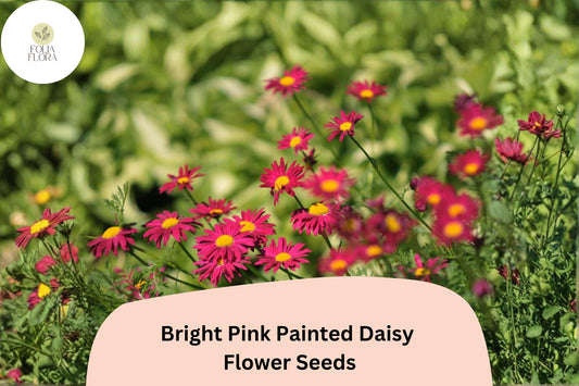 Bright Pink Painted Daisy Seeds | Perennial Flower Pack | Tanacetum coccineum | Vibrant Pink & Yellow Blooms for Pollinator Gardens