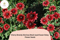 Cherry Brandy Black-Eyed Susan Seeds | Rudbeckia hirta | Deep Red Petals with Dark Centers | Drought-Tolerant, Pollinator-Friendly