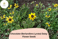 200+ Chocolate Daisy Seeds | Berlandiera lyrata | Fragrant Yellow-Brown Wildflower for Garden Planting | NON-GMO
