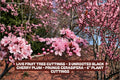 Live Fruit Tree Cuttings - 3 Unrooted Black Cherry Plum Prunus Cerasifera 6" Plant Cuttings for Growing Cherry Trees