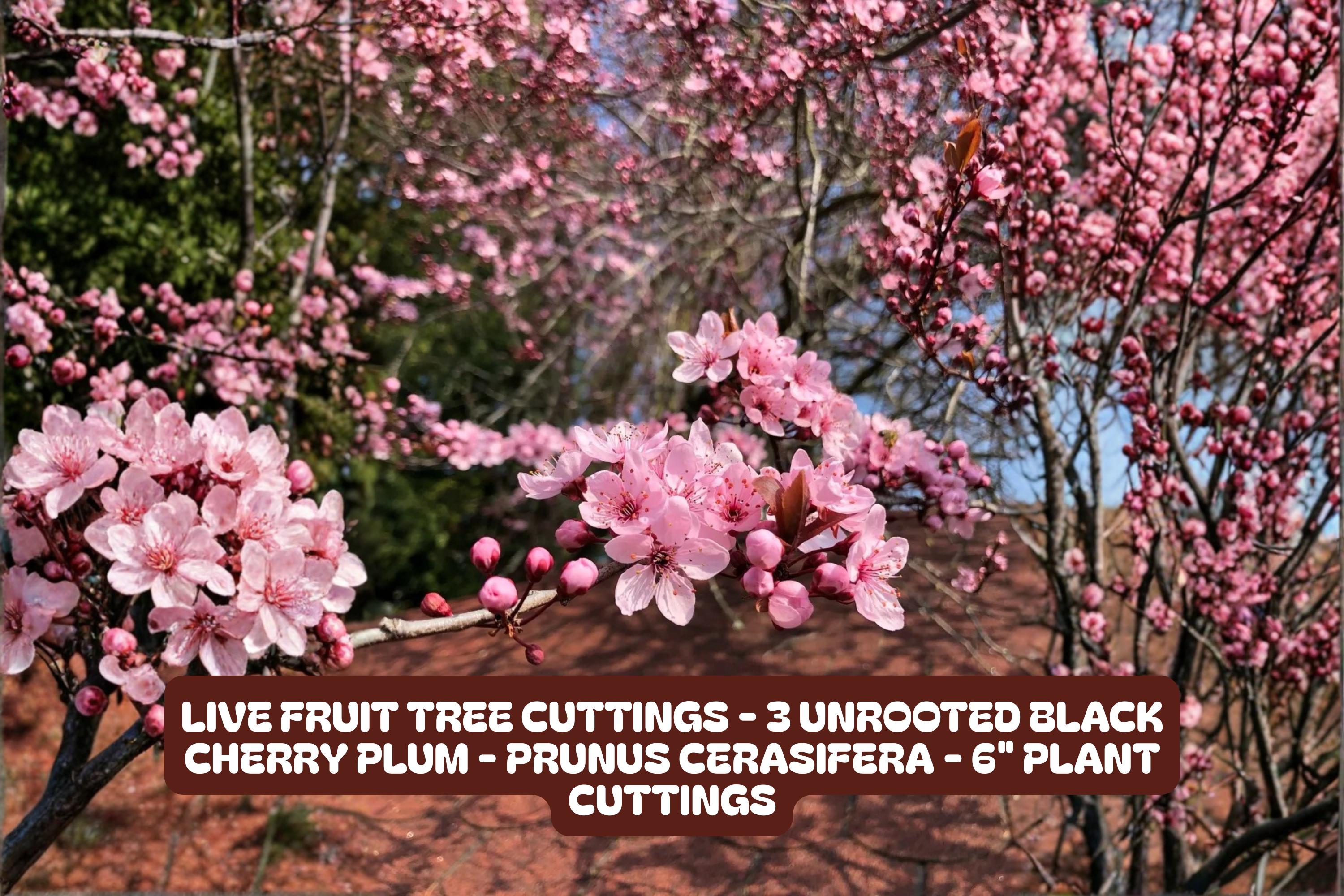 Live Fruit Tree Cuttings - 3 Unrooted Black Cherry Plum Prunus Cerasifera 6" Plant Cuttings for Growing Cherry Trees