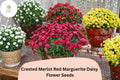 Merlot Red Marguerite Daisy Seeds | Argyranthemum frutescens, 200+ Seeds for Garden, Borders, Containers, Vibrant Deep Red Flowers