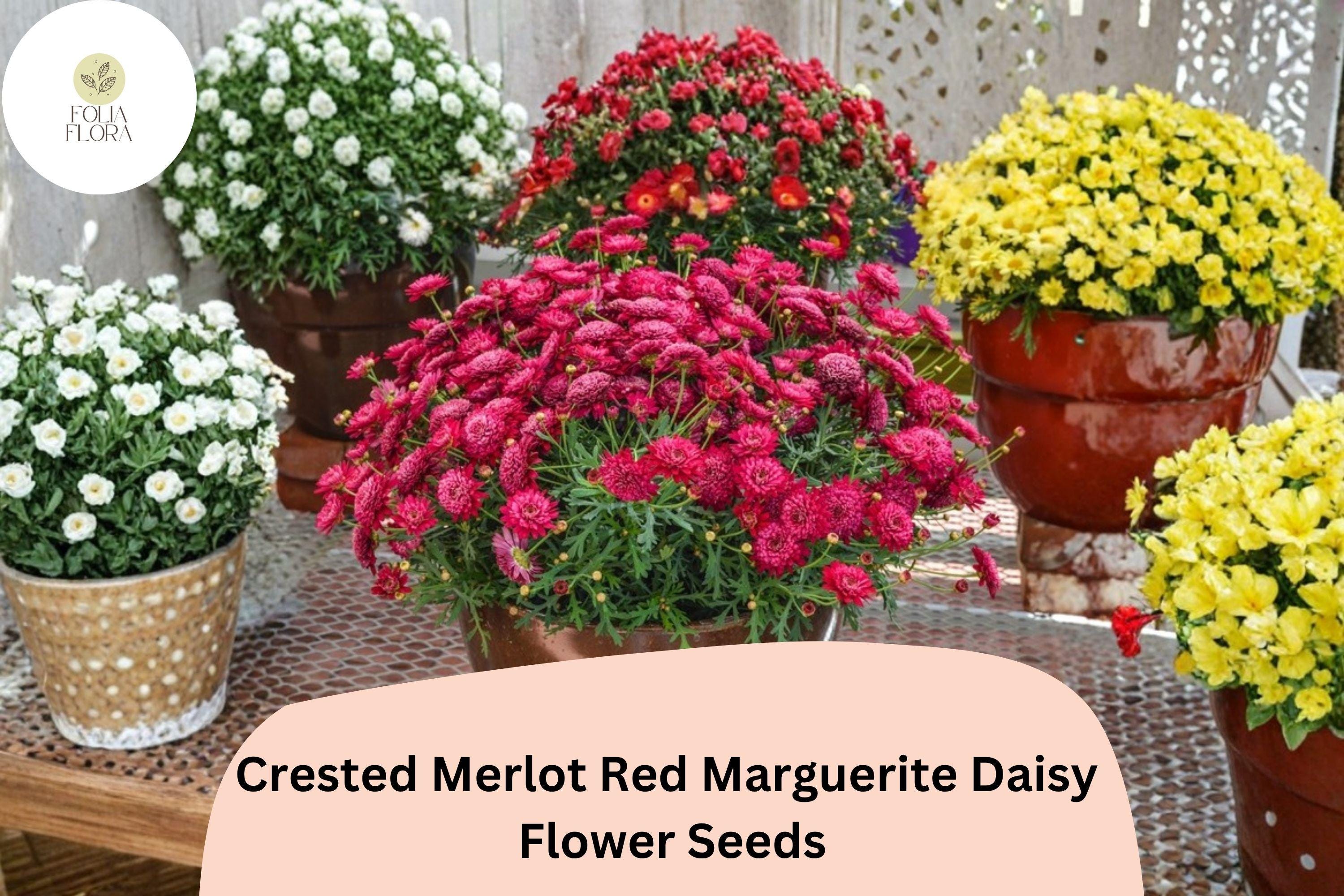 Merlot Red Marguerite Daisy Seeds | Argyranthemum frutescens, 200+ Seeds for Garden, Borders, Containers, Vibrant Deep Red Flowers