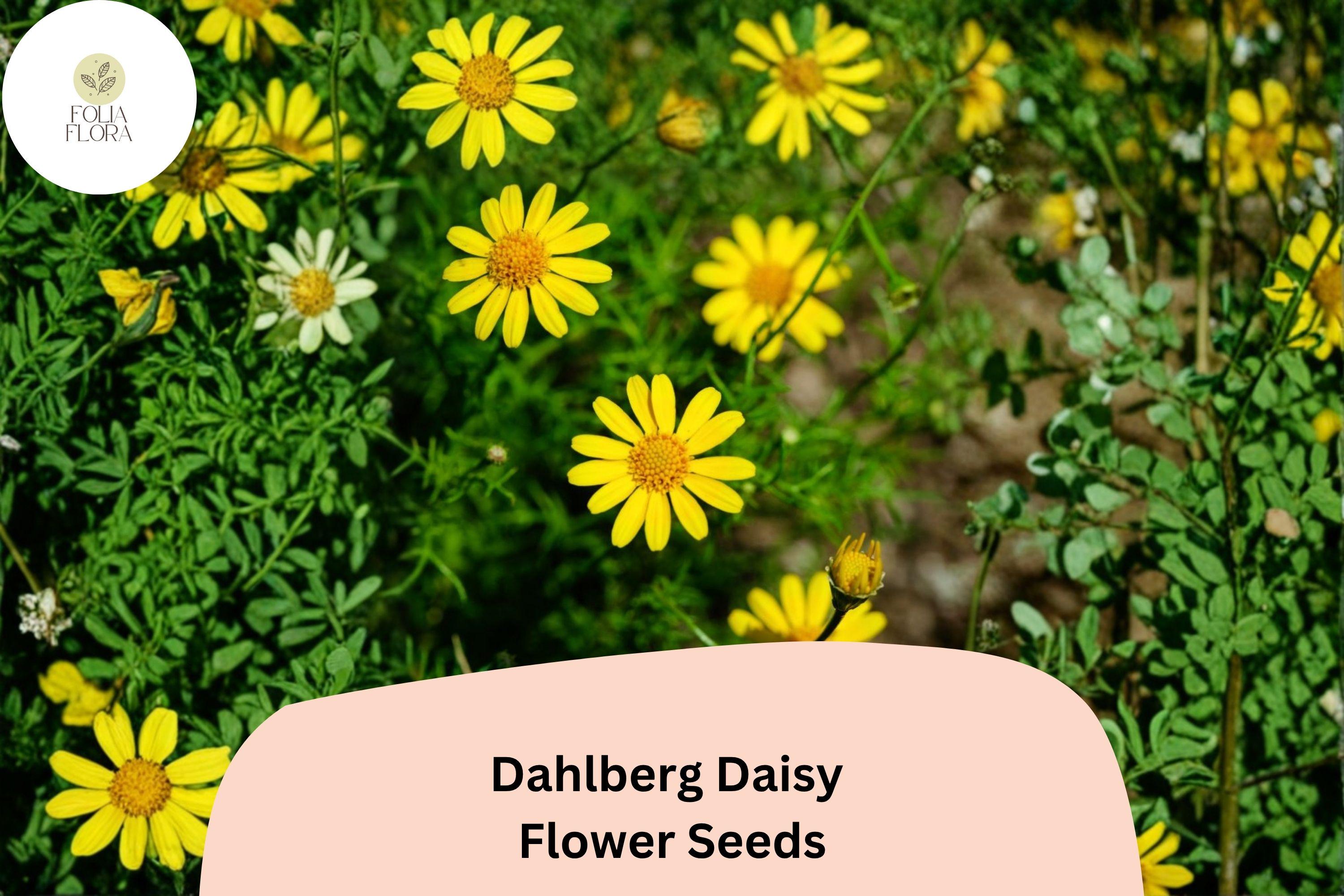 200+ Dahlberg Daisy Seeds | Thymophylla tenuiloba | Golden Yellow Mini Blooms | Drought-Tolerant Annual Flower for Borders & Rock Gardens