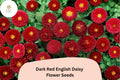 200+ Dark Red English Daisy Seeds | Bellis perennis Perennial Flower for Borders & Containers