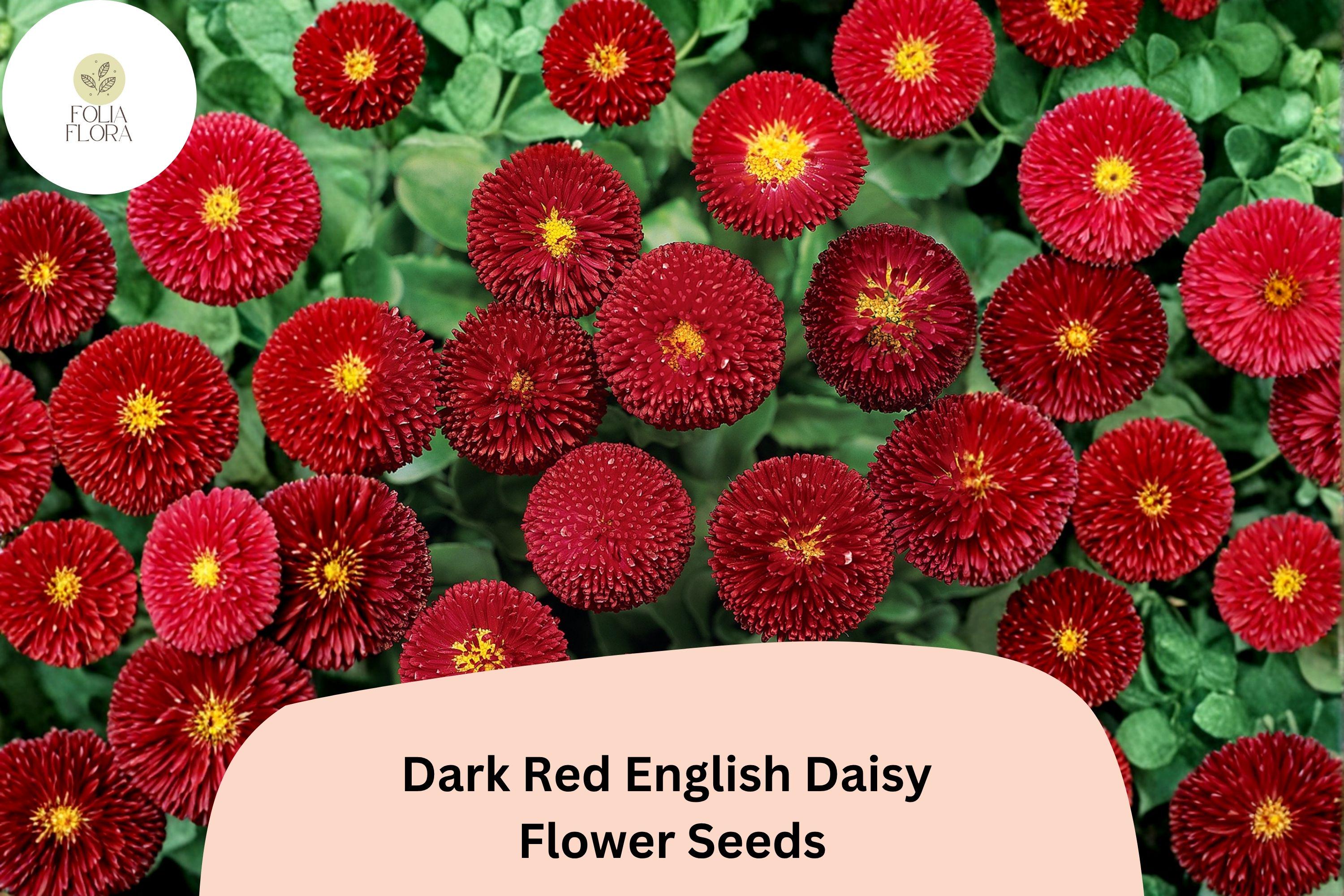 200+ Dark Red English Daisy Seeds | Bellis perennis Perennial Flower for Borders & Containers