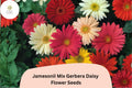 200+ Gerbera Jamesonii Mix Seeds | Vibrant Colorful Flowers for Garden & Cut Arrangements