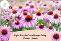 200+ Light Purple Coneflower Seeds | Echinacea purpurea Hardy Perennial for Pollinator Gardens