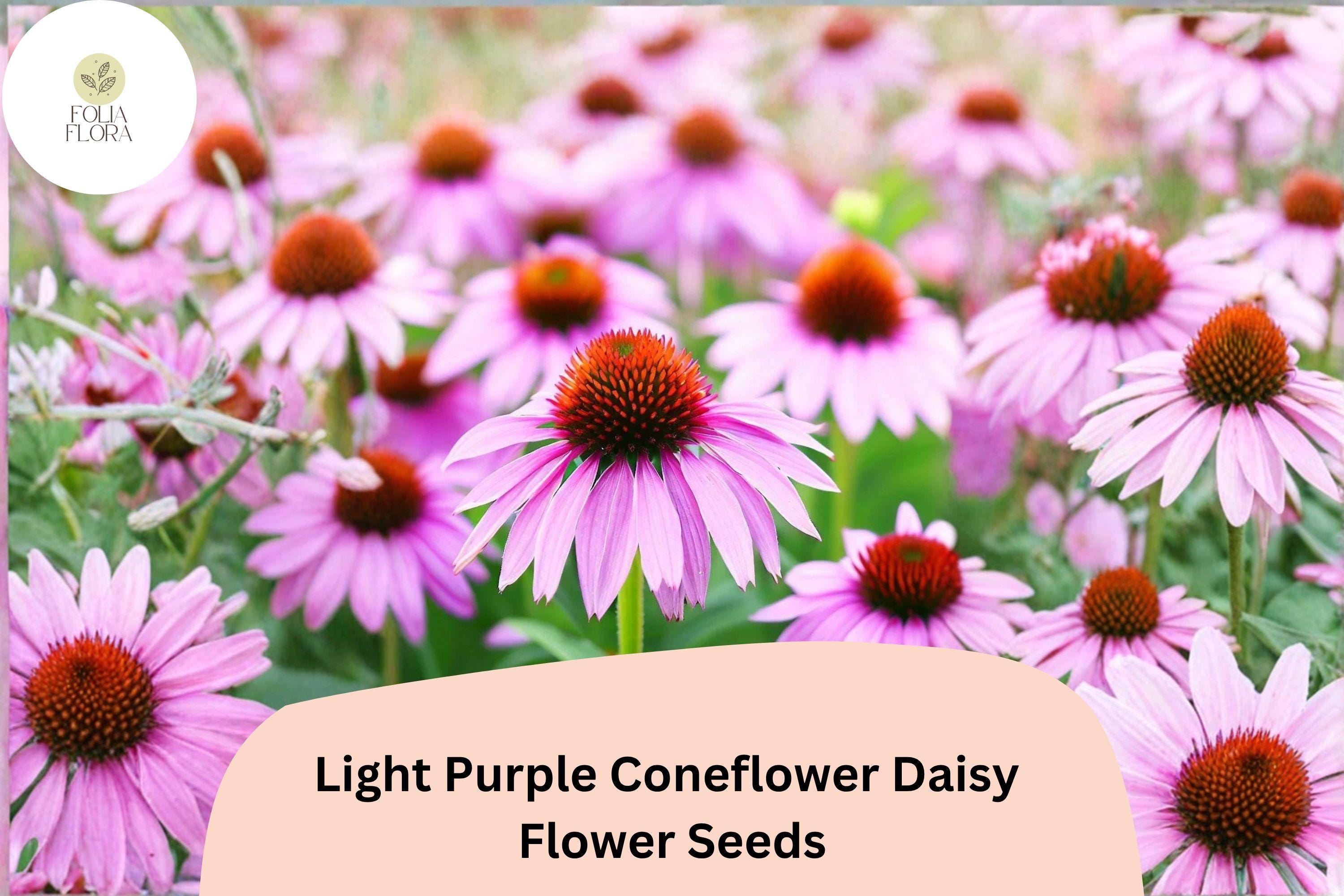 200+ Light Purple Coneflower Seeds | Echinacea purpurea Hardy Perennial for Pollinator Gardens