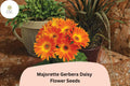 200+ Gerbera jamesonii Majorette Gerbera Daisy Seeds – Bright Colorful Blooms for Garden, Pots & Cut Flowers