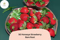 50 Honeoye Strawberry Plants | Live Bare Root | June Bearing Fragaria Ã— ananassa Fruit