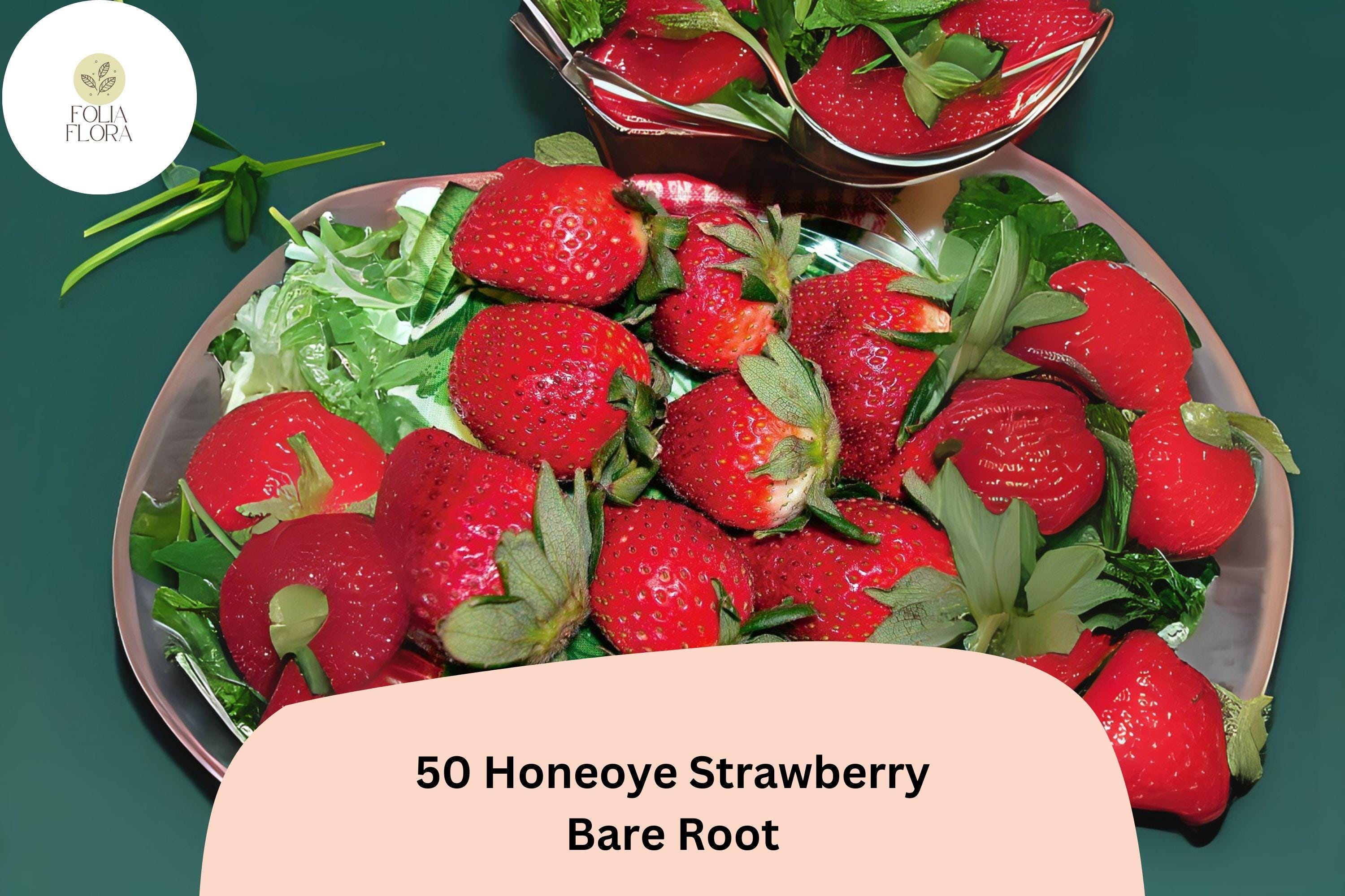 50 Honeoye Strawberry Plants | Live Bare Root | June Bearing Fragaria Ã— ananassa Fruit