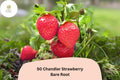 50 Chandler Strawberry Plants | Live Bare Root | June Bearing Fragaria Ã— ananassa Fruit