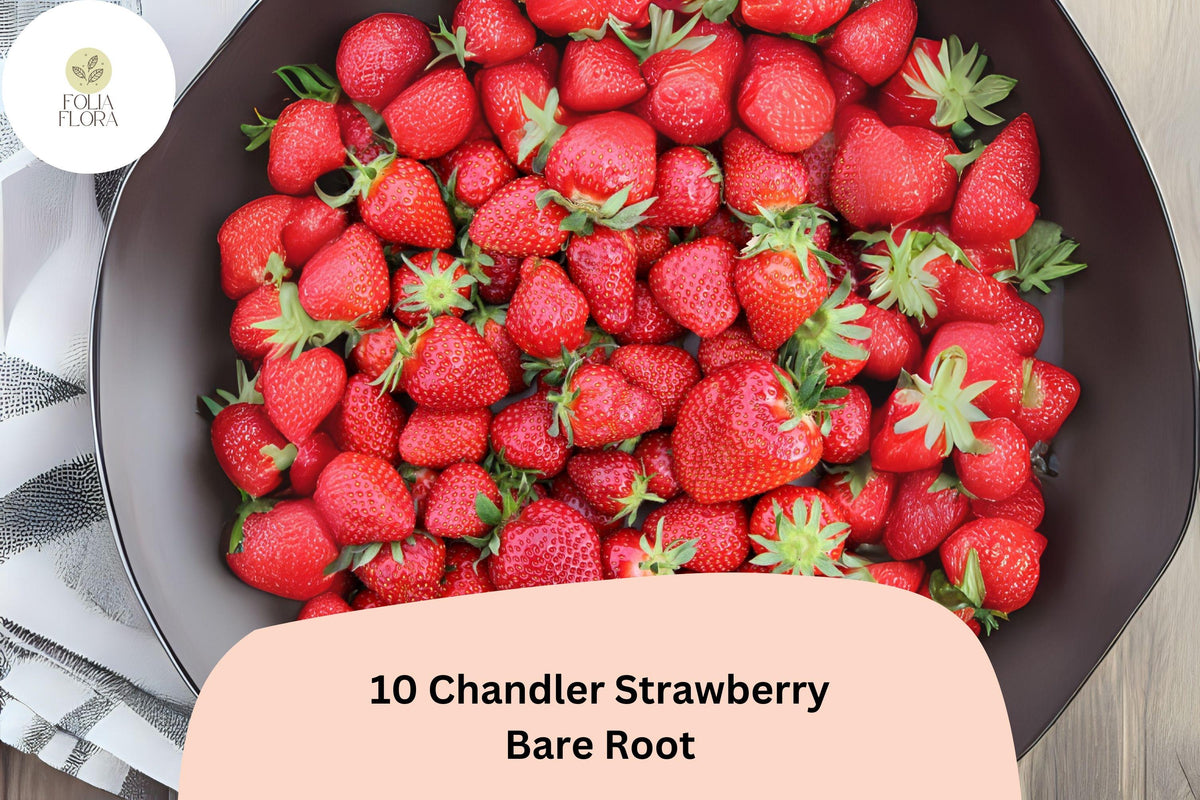 10 Chandler Strawberry Plants | Live Bare Root | June Bearing Fragaria Ã— ananassa Fruit