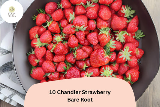 10 Chandler Strawberry Plants | Live Bare Root | June Bearing Fragaria Ã— ananassa Fruit