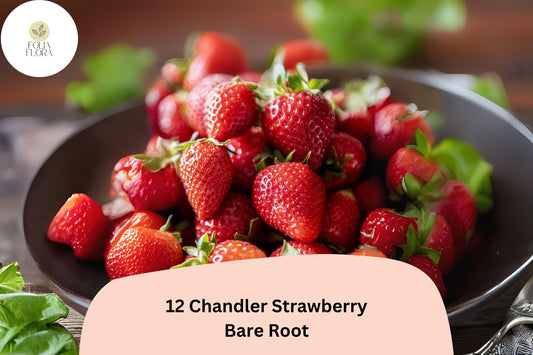 12 Chandler Strawberry Plants | Live Bare Root | June Bearing Fragaria Ã— ananassa Fruit