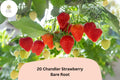 20 Chandler Strawberry Plants | Live Bare Root | June Bearing Fragaria Ã— ananassa Fruit