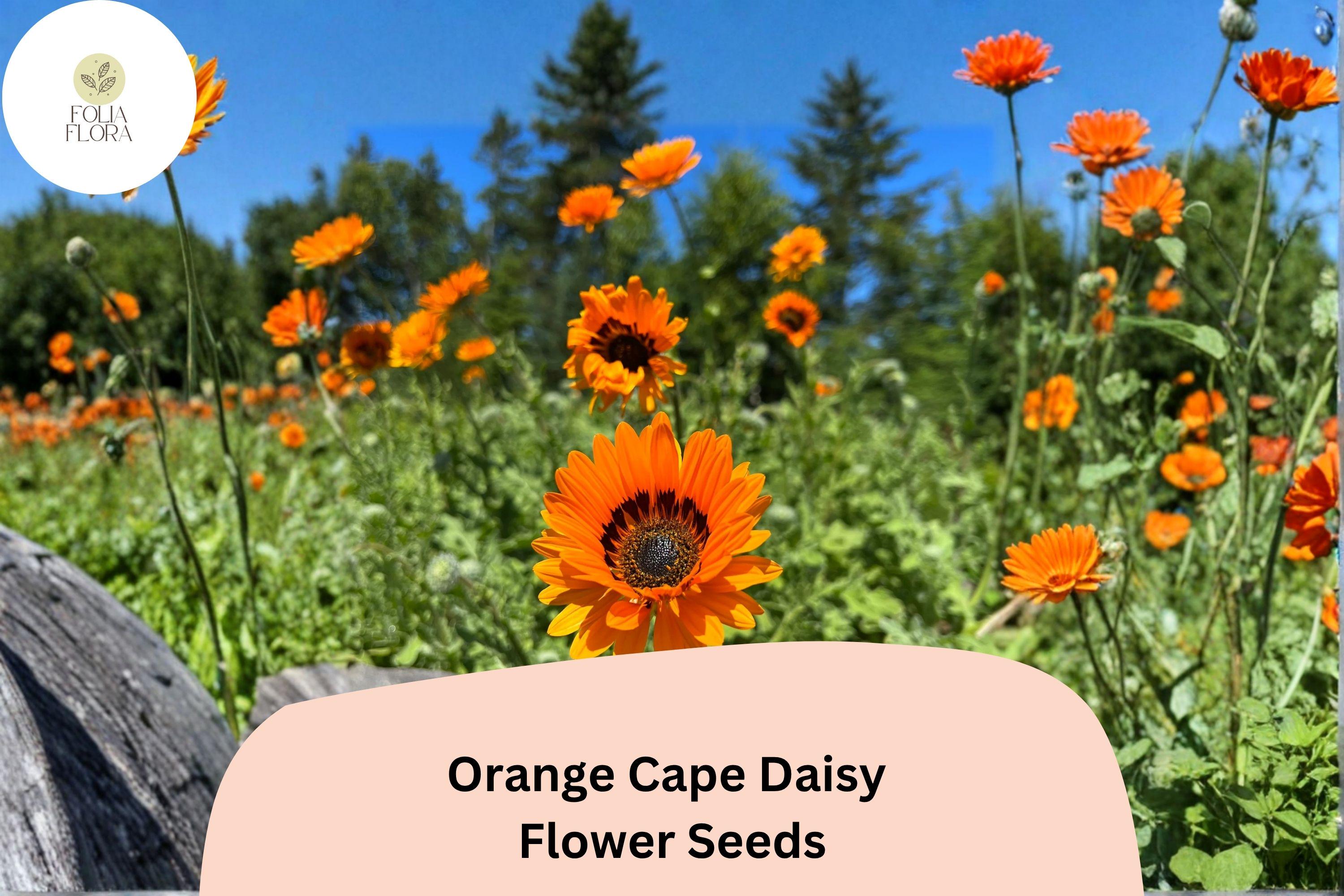 200+ Orange Cape Daisy Seeds | Osteospermum ecklonis | Bright Orange Blooms | Easy-Grow Garden Flower for Borders & Containers