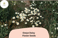 200+ Oxeye Daisy Seeds | Leucanthemum vulgare | White Wildflower Perennial for Gardens & Borders