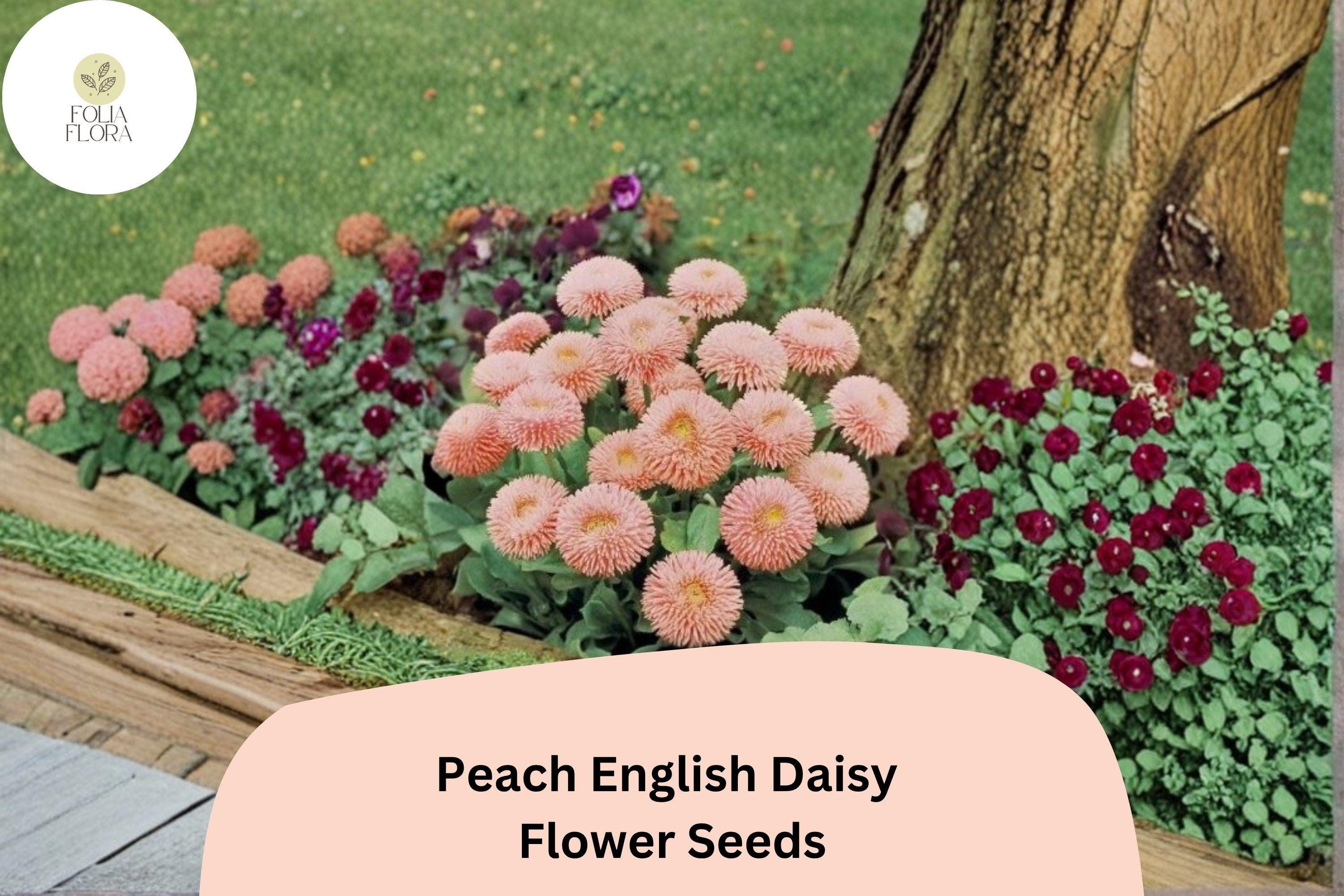 200+ Peach English Daisy Seeds | Bellis perennis | Soft Peach Blooms | Perennial Garden Flower for Borders & Containers