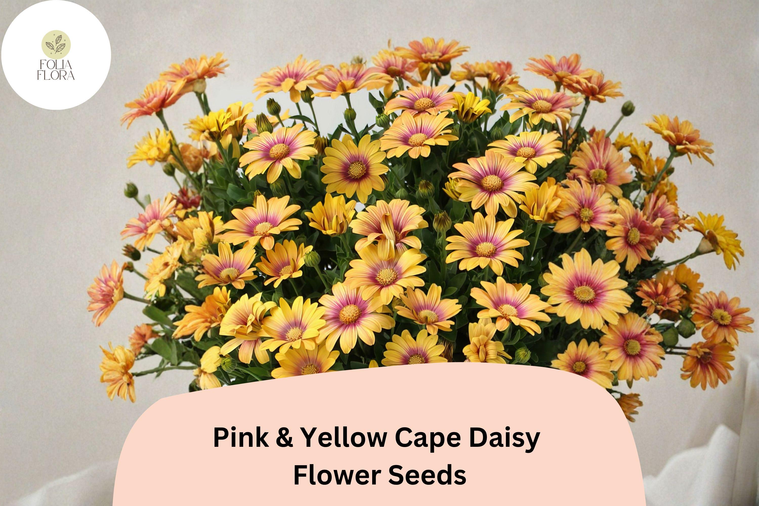 200+ Pink & Yellow Cape Daisy Seeds | Osteospermum ecklonis | Bi-Color Flowers for Borders & Containers | Easy Care Garden Flower
