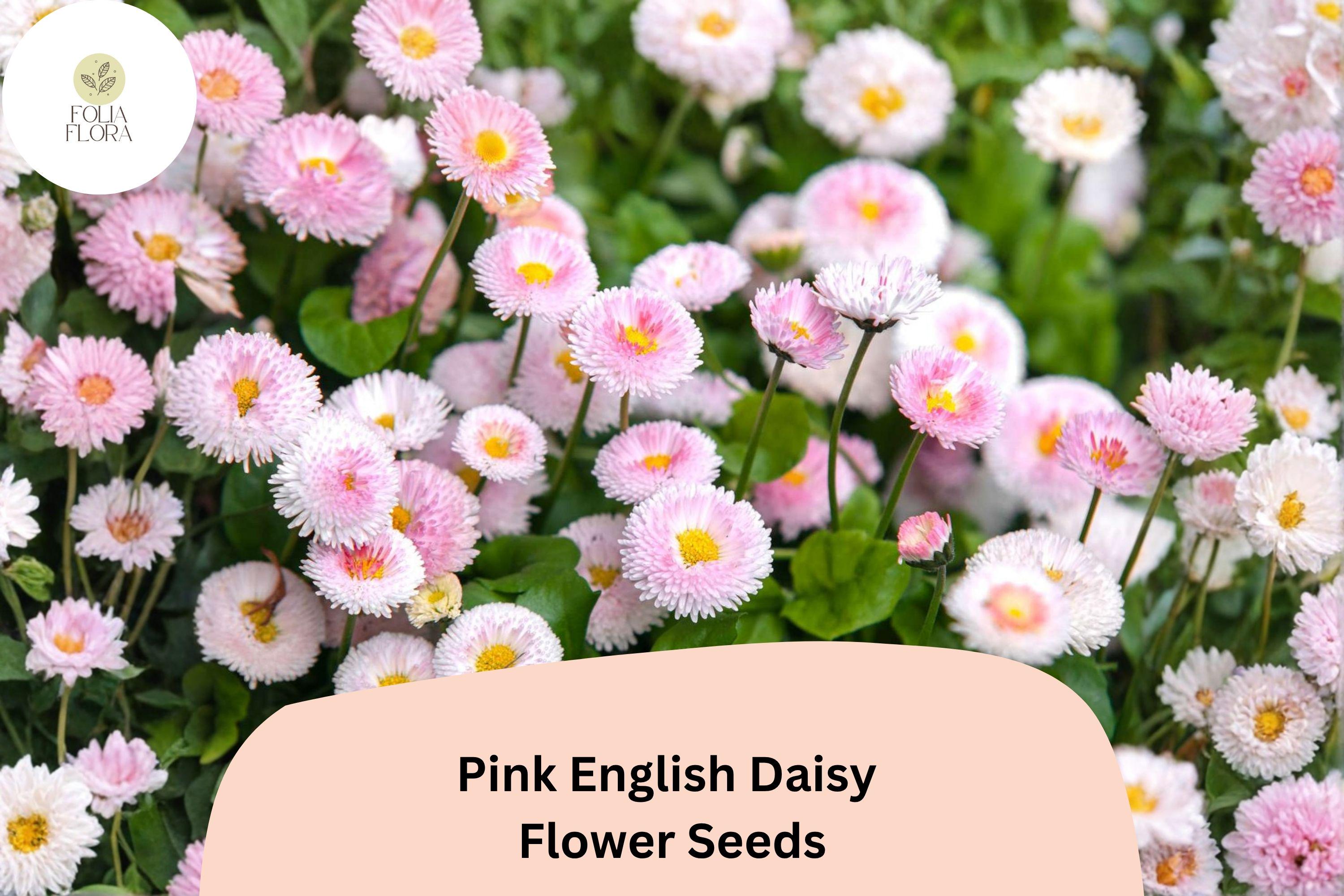 200+ Pink English Daisy Seeds | Bellis perennis Perennial Flower | Soft Pink Button Blooms for Gardens, Borders & Containers