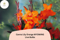 3 Canna Lily Orange Wyoming Bulbs | Live Flower Plants | Summer Blooming Garden Perennial