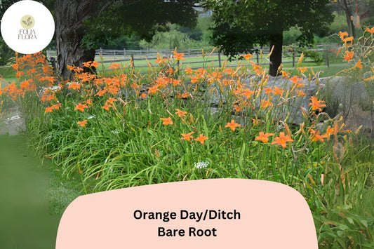 100 Orange Daylily Bare Root Plants | Hemerocallis fulva Perennial Ditch Lily for Garden Borders