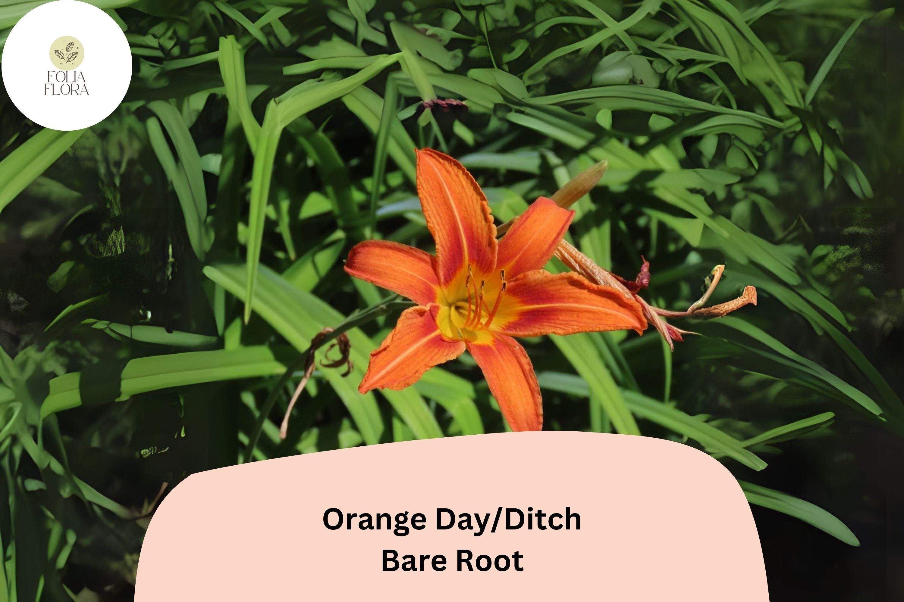 250 Orange Daylily Bare Root Plants | Hemerocallis fulva Hardy Perennial Ditch Lilies