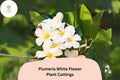 Plumeria White 3 Live 6â€ Cuttings | Frangipani Tropical Flowering Plant for Garden & Patio