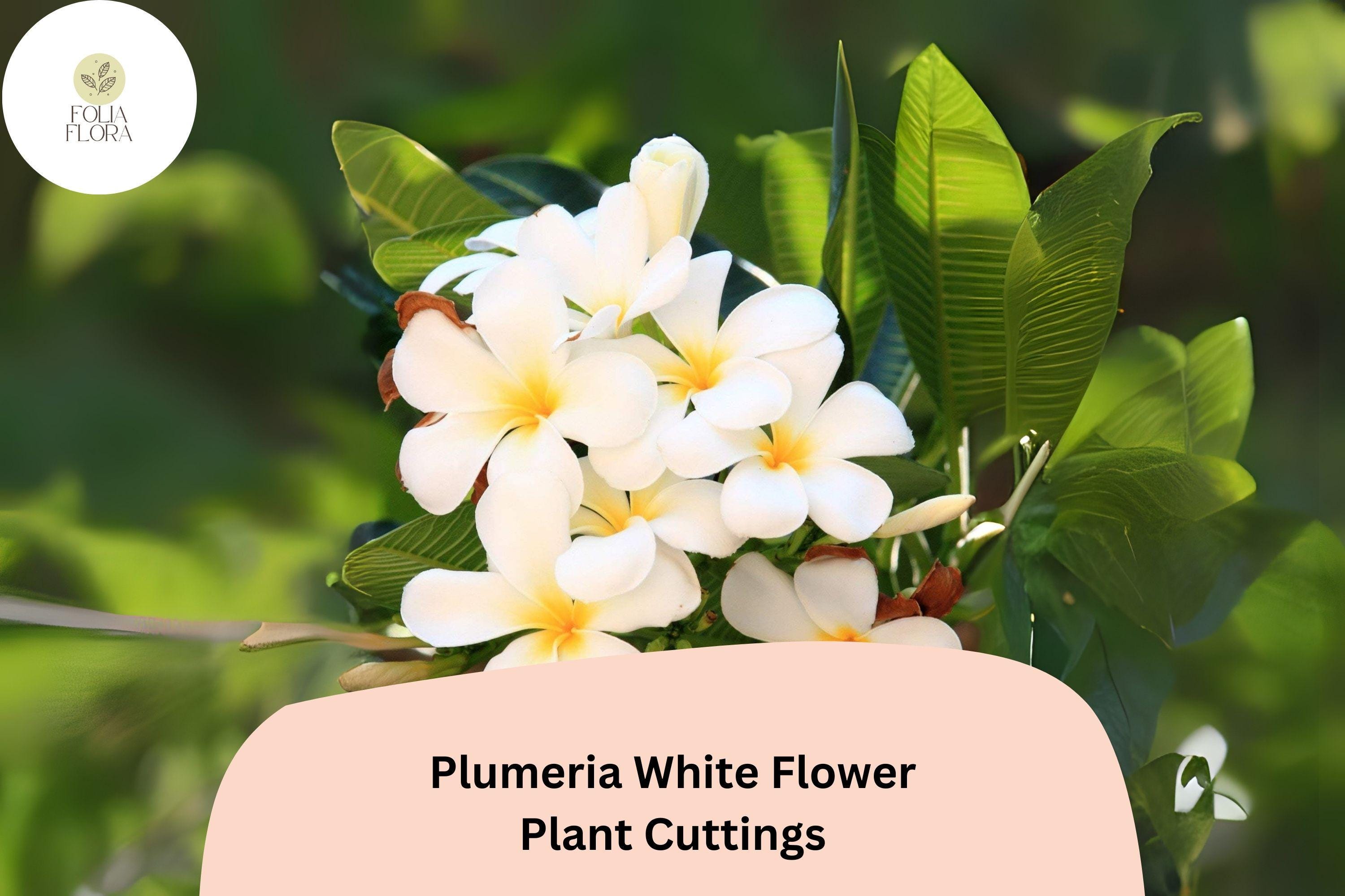 Plumeria White 3 Live 6â€ Cuttings | Frangipani Tropical Flowering Plant for Garden & Patio