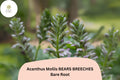 Acanthus mollis Bearâ€™s Breeches | 1 Live 12â€ Plant Purple White Flower Perennial