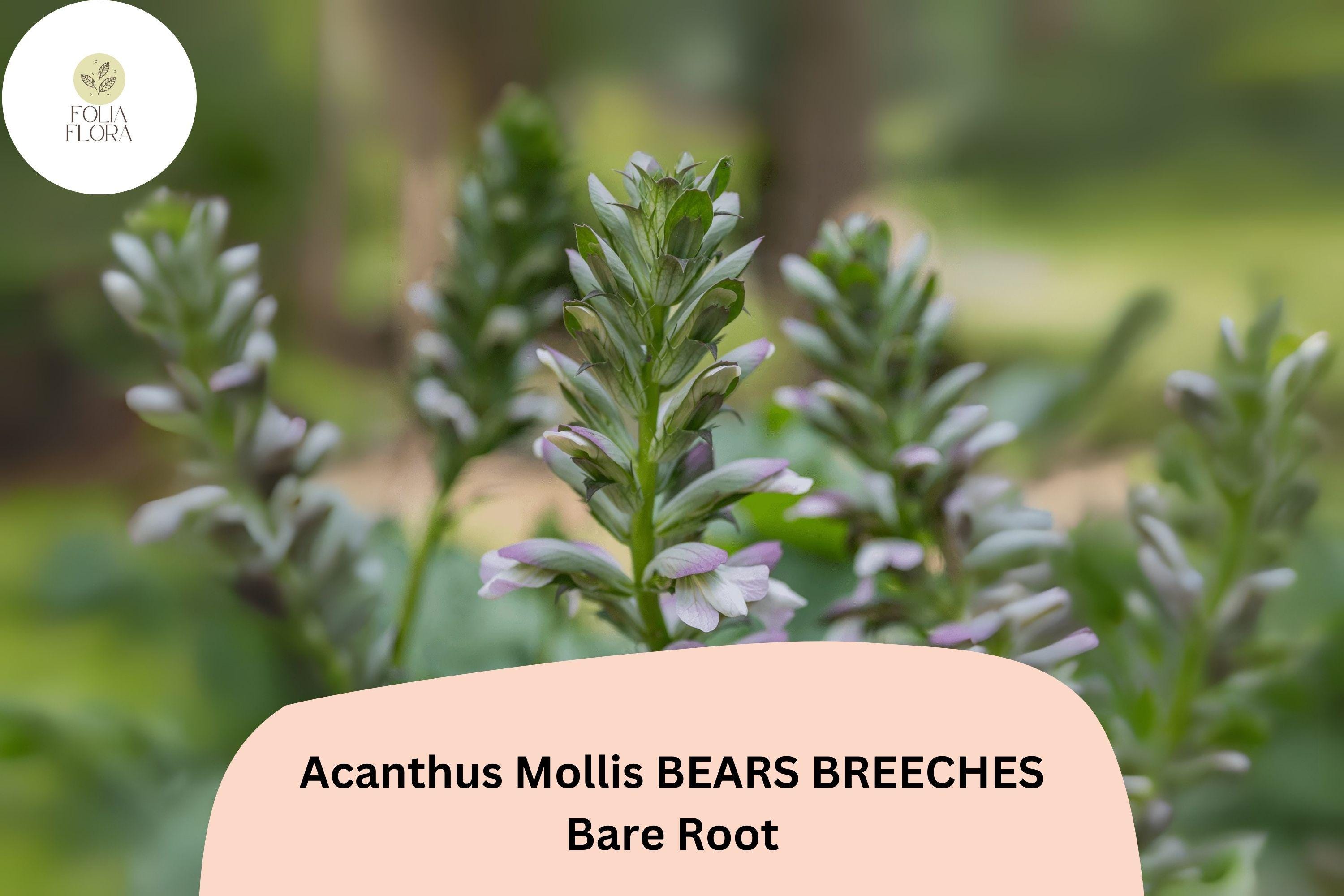 Acanthus mollis Bearâ€™s Breeches | 1 Live 12â€ Plant Purple White Flower Perennial