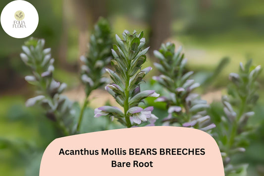 Acanthus mollis Bearâ€™s Breeches | 1 Live 12â€ Plant Purple White Flower Perennial