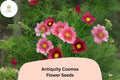 200+ Antiquity Cosmos Seeds | Rare Cosmos Bipinnatus Heirloom Flower Garden Planting
