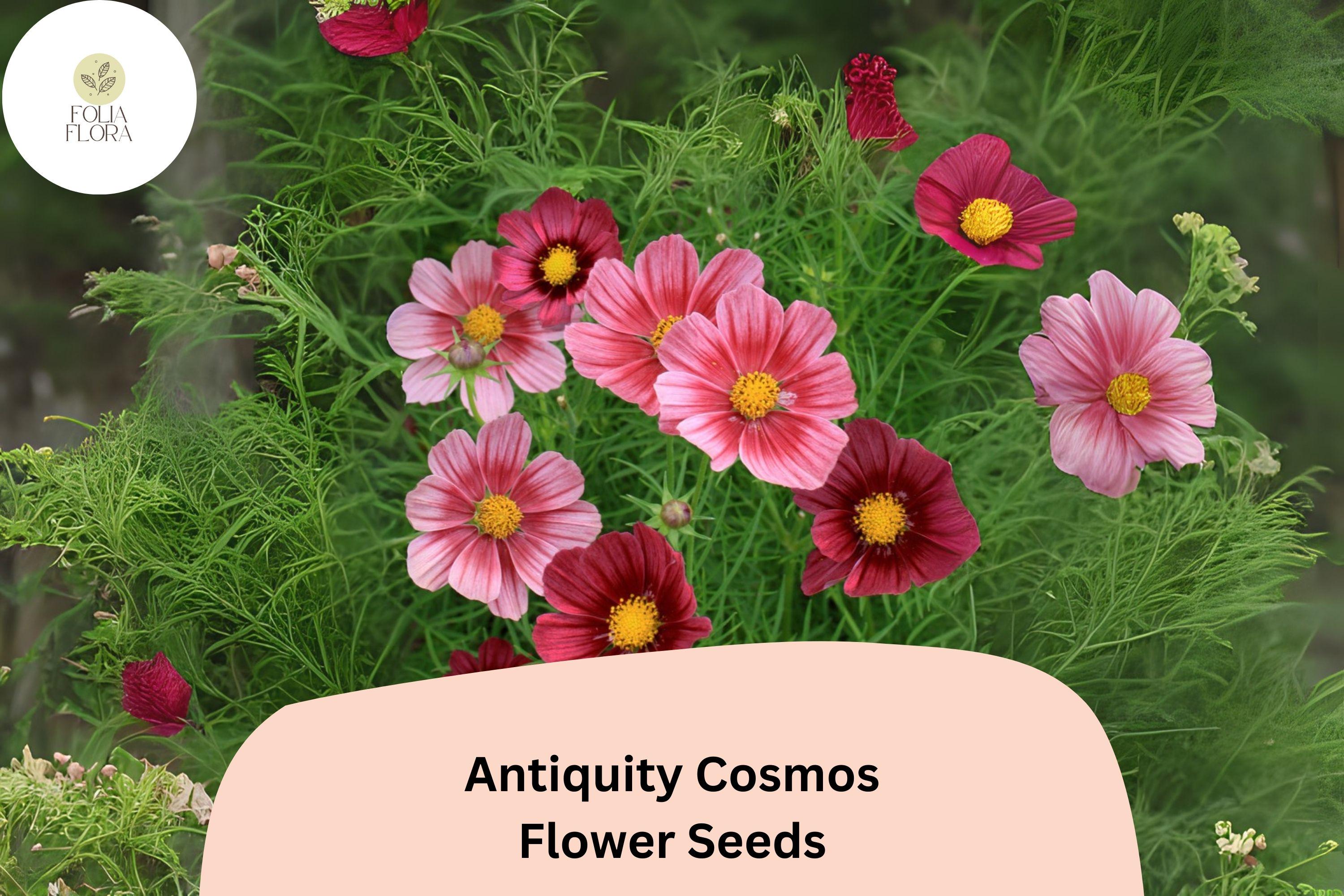 200+ Antiquity Cosmos Seeds | Rare Cosmos Bipinnatus Heirloom Flower Garden Planting