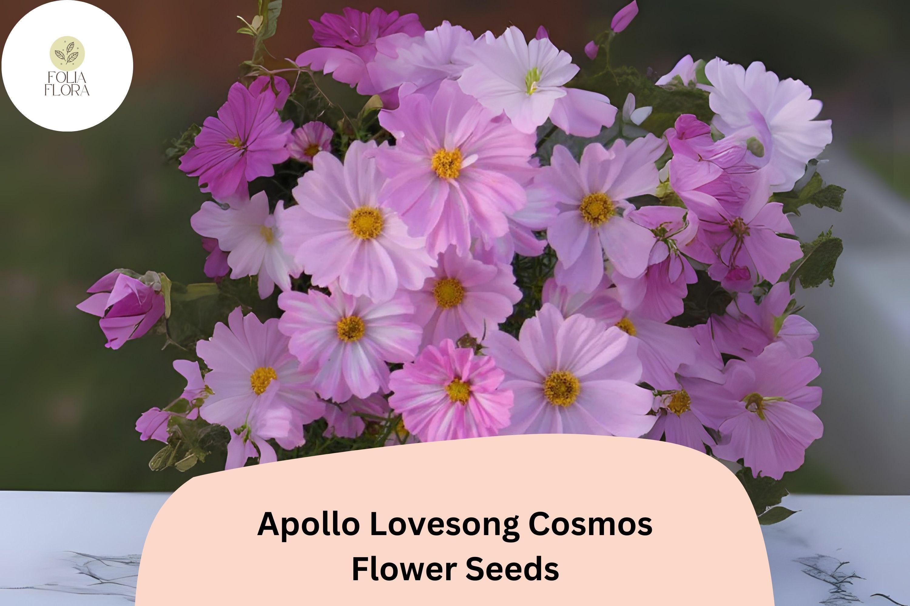 200+ Apollo Lovesong Cosmos Seeds | Cosmos Bipinnatus Pink & White Flower Garden Planting