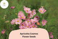 200+ Apricotta Cosmos Seeds | Cosmos Bipinnatus Peach Apricot Flower Garden Planting