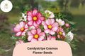 200+ Candystripe Cosmos Seeds | Cosmos Bipinnatus Pink White Bicolor Garden Flowers