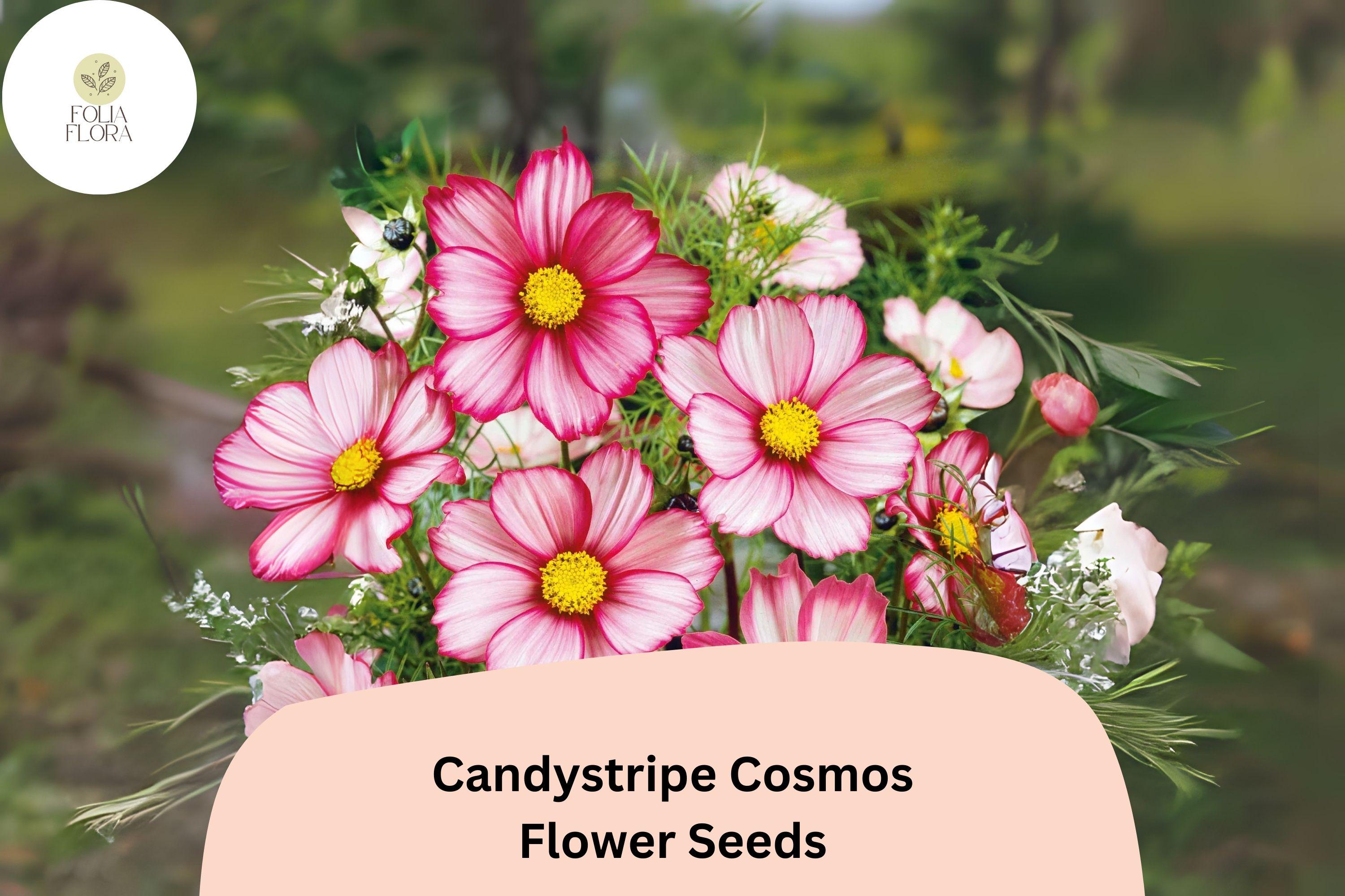 200+ Candystripe Cosmos Seeds | Cosmos Bipinnatus Pink White Bicolor Garden Flowers