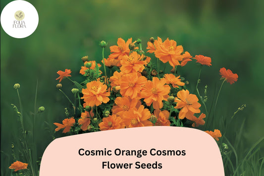 Cosmic Orange Cosmos Seeds | Heat Tolerant Annual Flowers