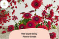Red Cape Daisy Seeds | Osteospermum Ecklonis, Easy Grow