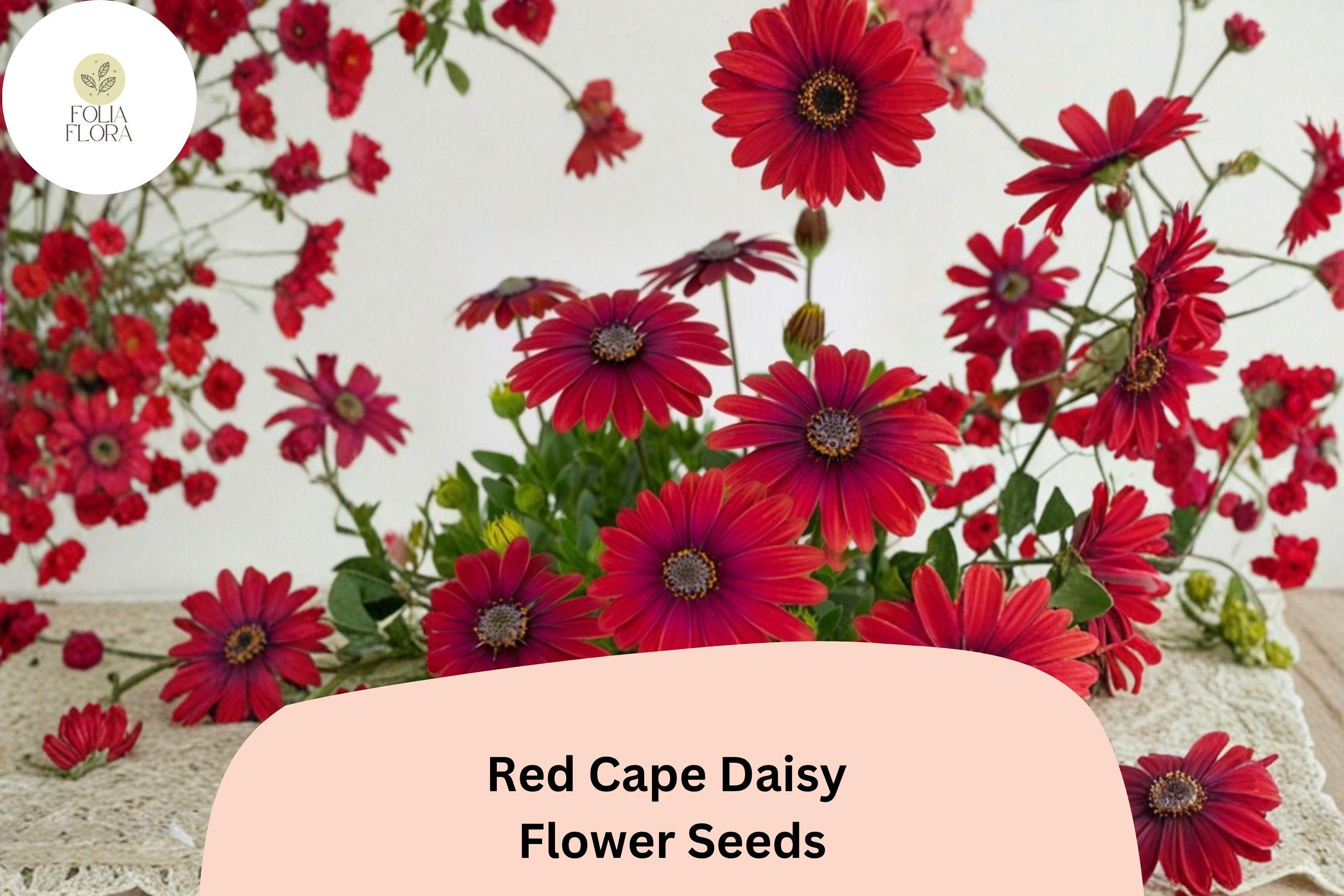 Red Cape Daisy Seeds | Osteospermum Ecklonis, Easy Grow