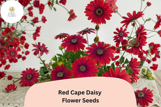 Red Cape Daisy Seeds | Osteospermum Ecklonis, Easy Grow
