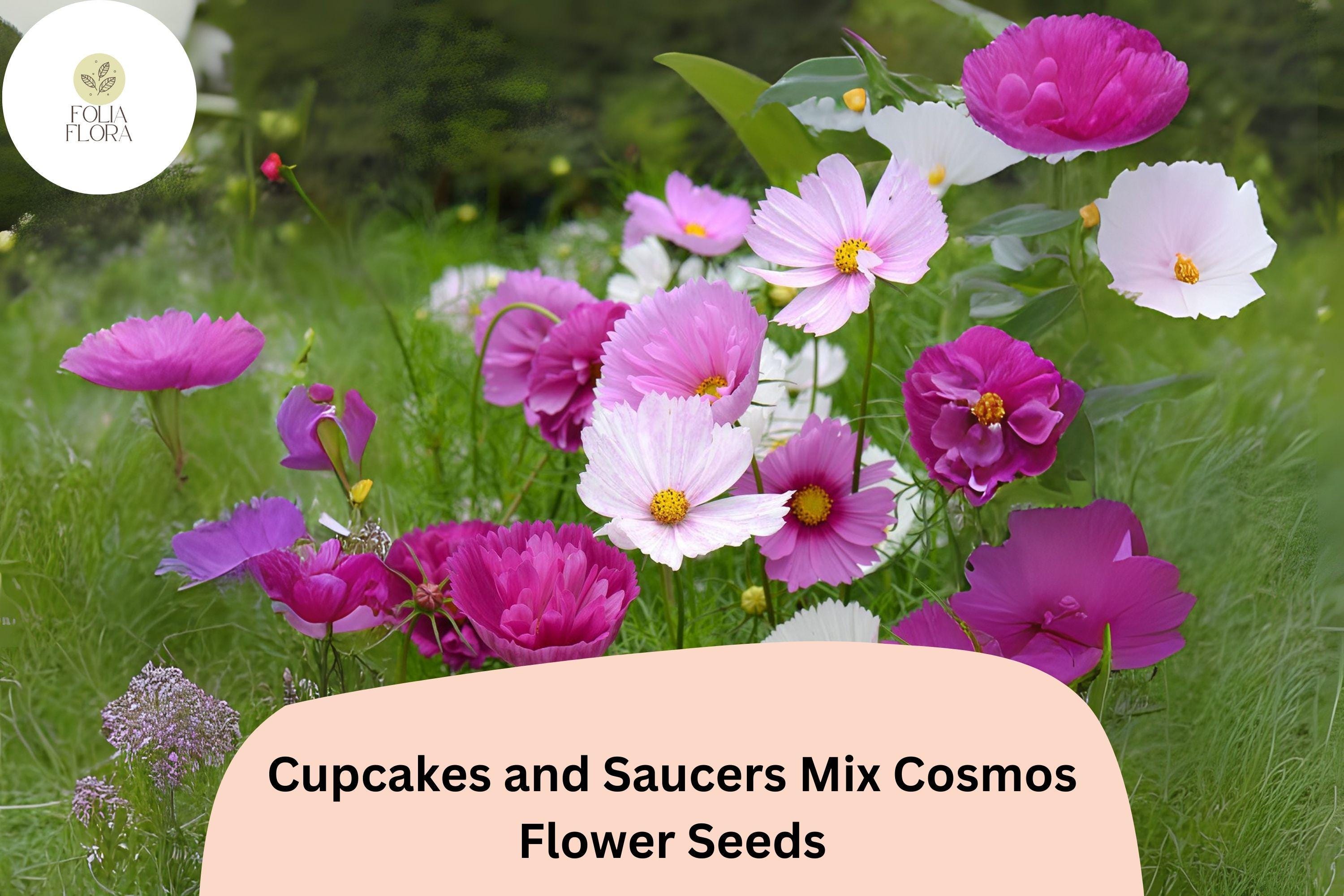 Cupcakes & Saucers Cosmos Seeds | Mixed Colors, Easy Grow