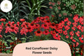 200+ Red Coneflower Seeds | Echinacea purpurea | Vibrant Red Blooms | Pollinator-Friendly Perennial Flower