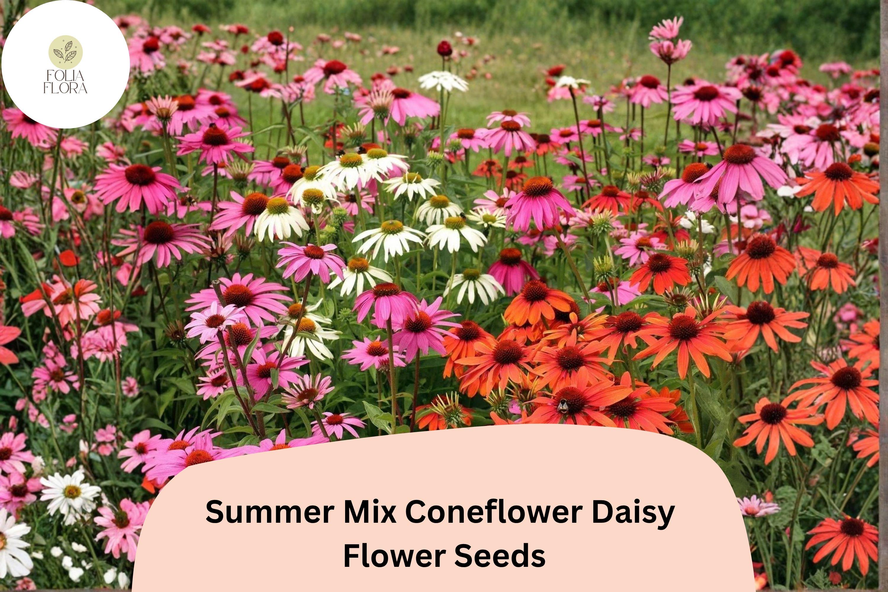 Summer Mix Coneflower Seeds | Echinacea purpurea, Colorful Perennial Flower Mix for Gardens & Pollinators