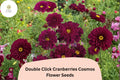 Cranberry Red Cosmos Seeds | Double Click Bipinnatus Flower | 200+ Annual Garden Seeds for Pollinator Gardens & Cut Flowers