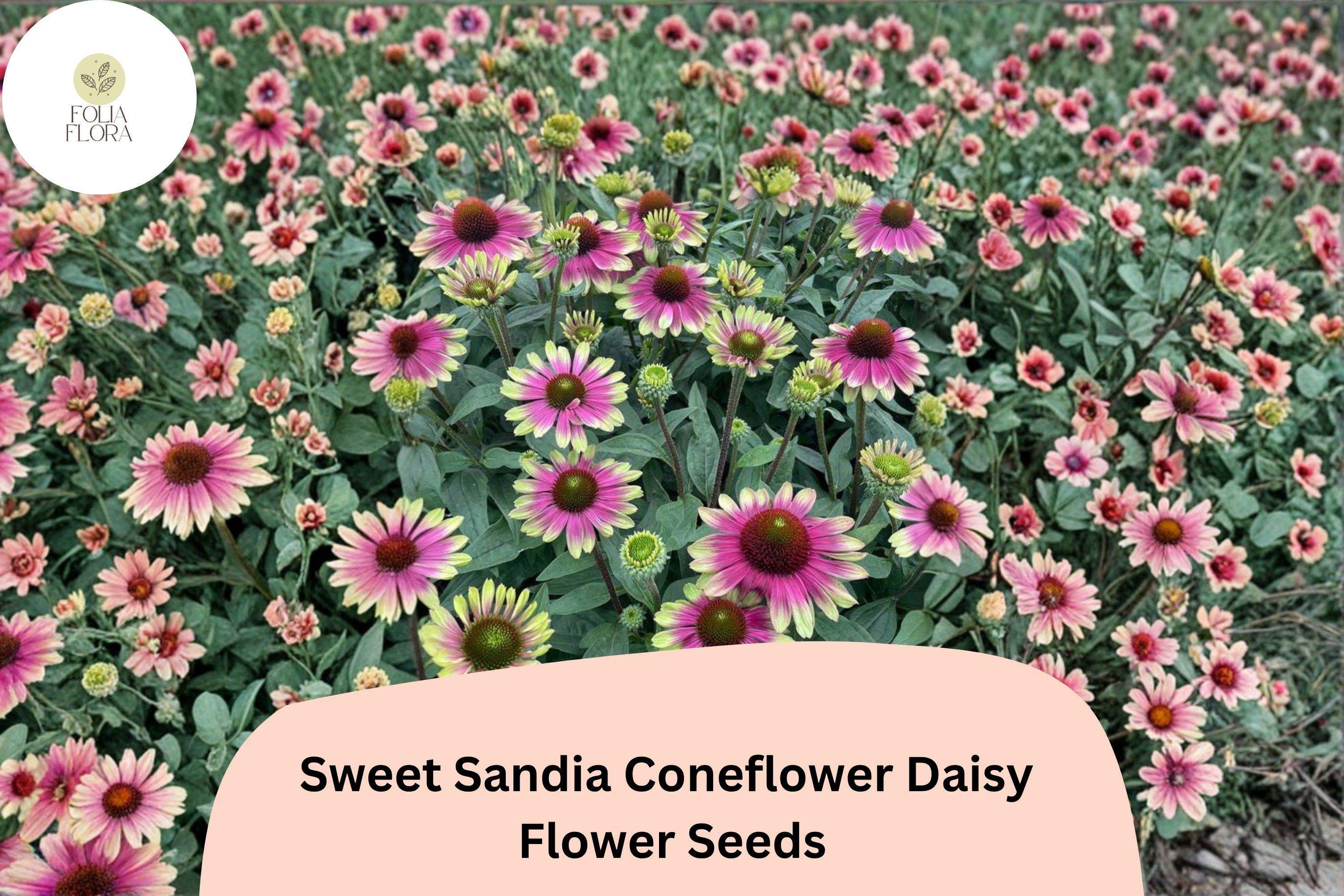 200+ Sweet Sandia Coneflower Seeds | Echinacea purpurea | Vibrant Pink & Red Blooms | Pollinator-Friendly Perennial